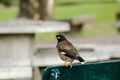 Mynas is on a chair in the park. Royalty Free Stock Photo