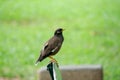 Mynas is on a chair in the park. Royalty Free Stock Photo