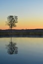 A Lone Tree Reflected on the Water