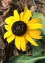 Black Eyed Susan