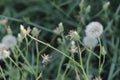 Dandelion in open space near fores Royalty Free Stock Photo