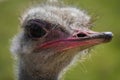 There is an ostrich on an ostrich farm. They have funny smiles and long eyelashes. Royalty Free Stock Photo