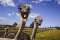 These are ostriches on an ostrich farm. These are cute funny animals with long eyelashes and expressive eyes. He catches food with