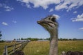 There is ostriches on an ostrich farm. These are cute funny animals with long eyelashes and expressive eyes. Royalty Free Stock Photo