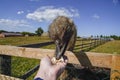 There is an ostrich on an ostrich farm. They are funny animals with long eyelashes and expressive eyes