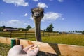 There is an ostrich on an ostrich farm. They are funny animals with long eyelashes and expressive eyes