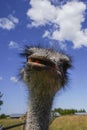 There is ostrich on an ostrich farm. These are cute funny animals with long eyelashes and expressive eyes.