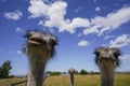 These are ostriches on an ostrich farm. These are cute funny animals with long eyelashes and expressive eyes.