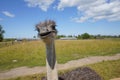 There is ostriche on an ostrich farm. These are cute funny animals with long eyelashes and expressive eyes
