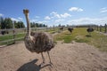 There is ostriche on an ostrich farm. These are cute funny animals with long eyelashes and expressive eyes