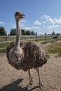 There is ostriche on an ostrich farm. These are cute funny animals with long eyelashes and expressive eyes Royalty Free Stock Photo