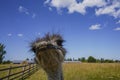 There is ostriche on an ostrich farm. These are cute funny animals with long eyelashes and expressive eyes Royalty Free Stock Photo