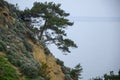 There is a pine tree with roots on the cliff Royalty Free Stock Photo