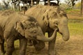 Nepal, Chitwan National Park. Elephants