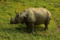 Nepal, Chitwan National Park. Rhinio