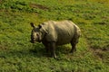 Nepal, Chitwan National Park. Rhinio