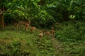 Nepal, Chitwan National Park. herd of deer