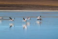 There is plenty of flamingos living in Laguna Collpa lake in Reserva Nacional de Fauna Andina Eduardo Avaroa protected