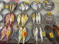 There are price-priced fish in the fish market Royalty Free Stock Photo