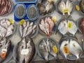 There are price-priced fish in the fish market Royalty Free Stock Photo