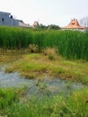 There is a puddle of water behind the housing complex which is overgrown with grass and dlingo. Royalty Free Stock Photo