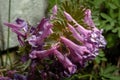 Violet flowers in spring. Izas Valley.