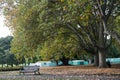 There is a quiet bench under the tall green tree Royal Forest Park in a beautiful weather