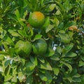 Raw oranges are seen on the tree, fruit, natural, nature, wallpaper Royalty Free Stock Photo