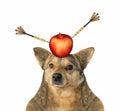 Dog with apple on his head 3 Royalty Free Stock Photo