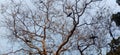 There`s many crow sitting on Phyllanthus emblica tree in navkarhi madhubani bihar India