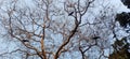 There`s many crow sitting on Phyllanthus emblica tree in navkarhi madhubani bihar India