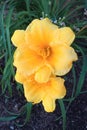 Yellow Daylilies