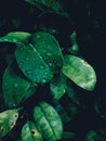 Water drops after a rainny day