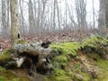 Dreamy Misty Forest Scene with Exposed Tree Roots and Moss Royalty Free Stock Photo