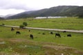 There are several black cattle grazing on the green plateau meadow at the foot of the mountain