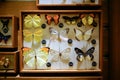 Butterfly specimens from the Shanghai museum of nature. Royalty Free Stock Photo