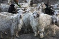 There are several lovely white goats in the sheepfold Royalty Free Stock Photo