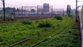 There are several railway tracks in green grass and many trains standing