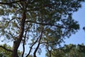 There are several tall Pinaceae, filled with many pine cones