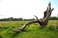 Richmond park management in London leaves the fallen trees to preserve the biodiversity that they provide