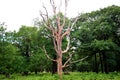 Richmond park management in London leaves the fallen trees to preserve the biodiversity that they provide