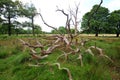 Richmond park management in London leaves the fallen trees to preserve the biodiversity that they provide