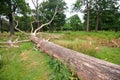 Richmond park management in London leaves the fallen trees to preserve the biodiversity that they provide