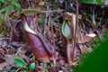 There are several variations in the size of the Nepenthes Rafflesiana pouch in the wild. Royalty Free Stock Photo