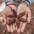 pine cones in the palm of thehand Royalty Free Stock Photo