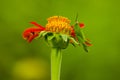 Grasshopper on the orange flowers. Royalty Free Stock Photo