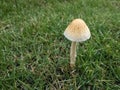 There are small mushrooms on the grass. Its umbrella is large and only a little higher than the grass.