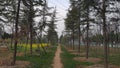 There is a small road for people to walk in the green pine forest in the park.