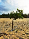 There is a small tree in the beach