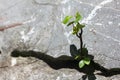 There is a small tree inserted from the rock. Royalty Free Stock Photo